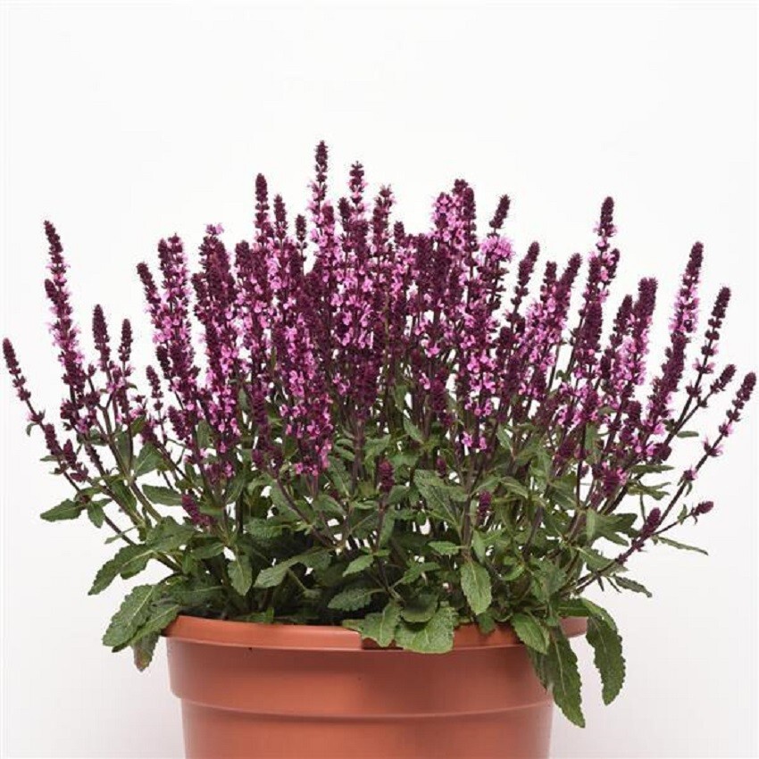 Salvia Seeds 25 Seeds Salvia New Dimension Blue (Perennial Seeds)
