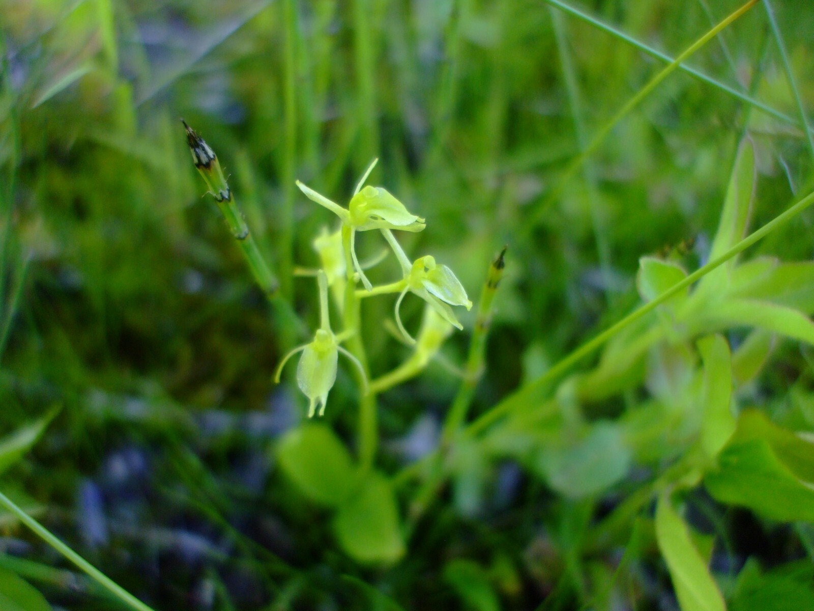 Liparis loeselii (Fen Twayblade) wildflower orchid seed pack perennial Z4-7