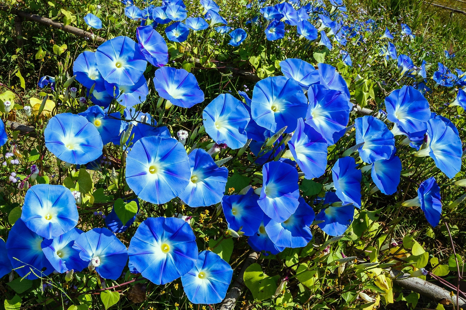 50 HEAVENLY BLUE MORNING GLORY Vine Ipomoea Tricolor Flower Seeds *Flat Shipping