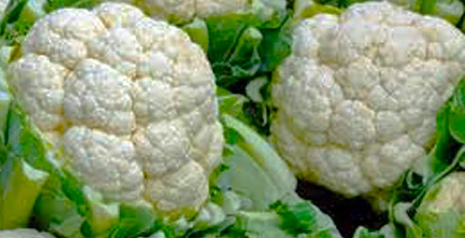 Snowball Y Improved Cauliflower 200+ SEEDS NON-GMO –BUY 4 ITEMS FREE SHIPPING