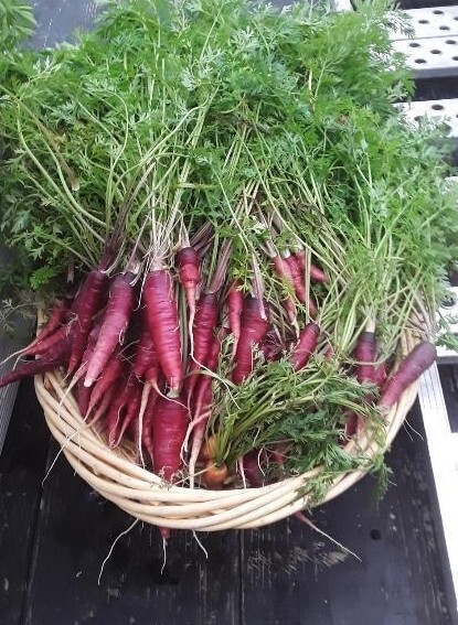 Cosmic Purple Carrot Seeds | Organic