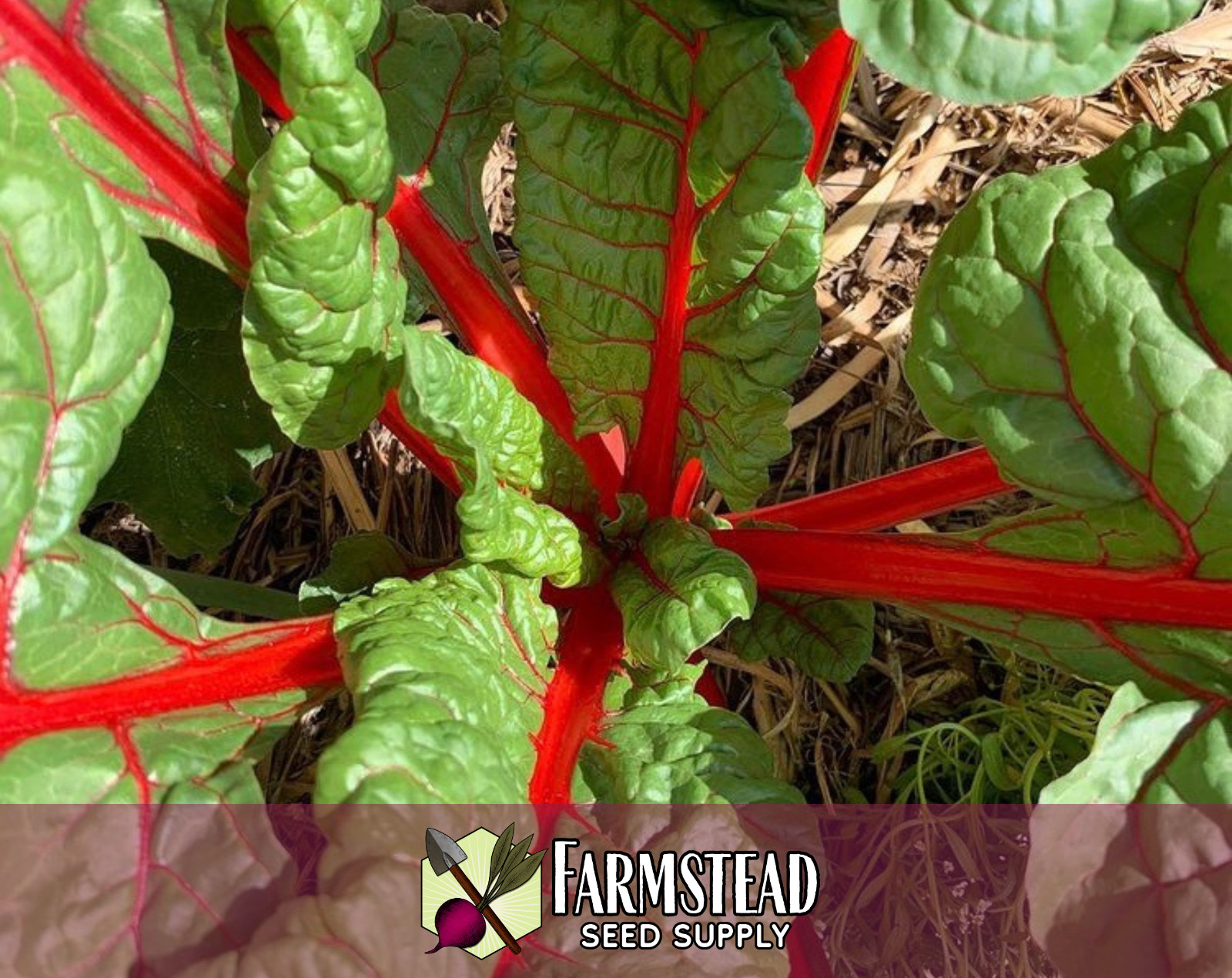400+ Swiss Chard Seeds [Red Ruby] Vegetable Gardening, Heirloom, Non-GMO, USA