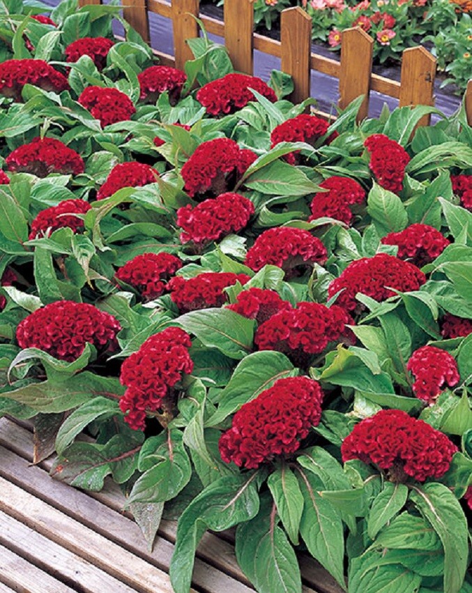 Celosia Seeds Armor Red 50 Seeds