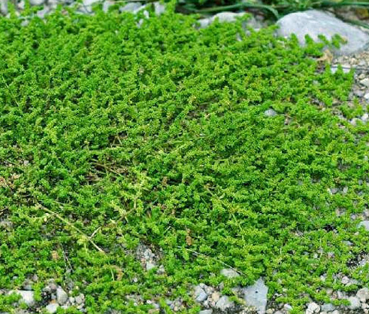 GREEN CARPET RUPTUREWORT Herniaria Glabra – 1,000 Bulk Seeds