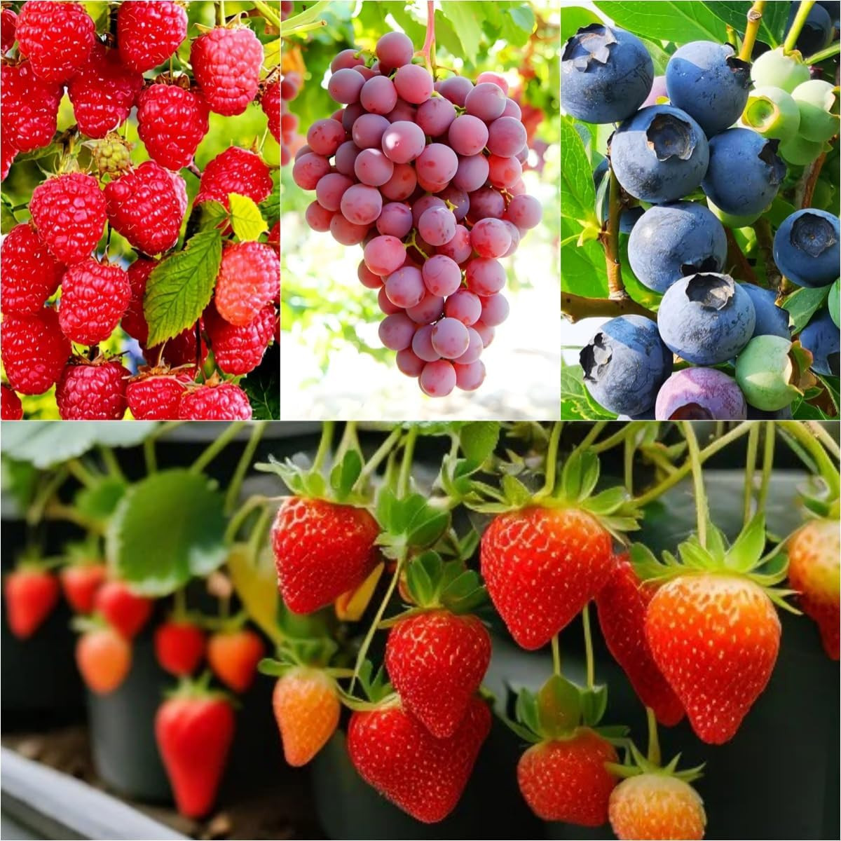 1700 Pieces Mixed Fruit Seeds for Garden Planting, 4 Varieties – Strawberry, Ras