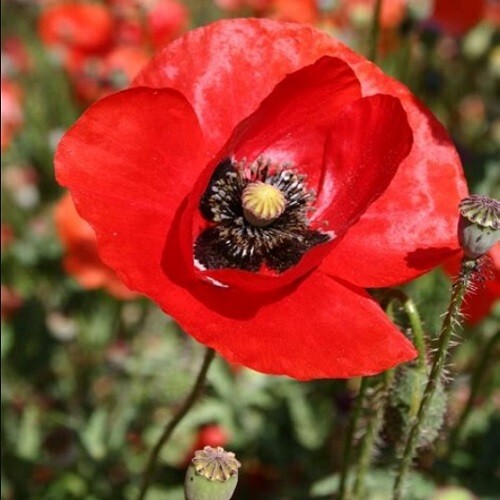 American Legion Poppy Seeds For Planting 5,000 Fresh Organic Seeds Fast US Ship