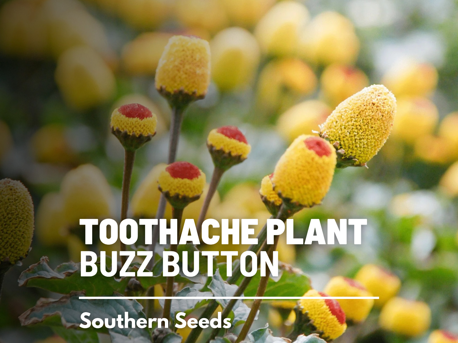 Toothache Plant – 50 Seeds – Medicinal Herb – GMO Free (Spilanthes oleracea)