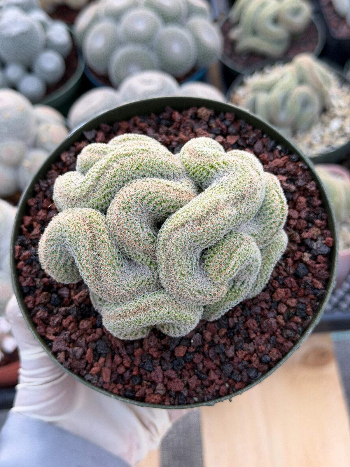 Crested Mammillaria | Rare Collector Cactus | Live Plant