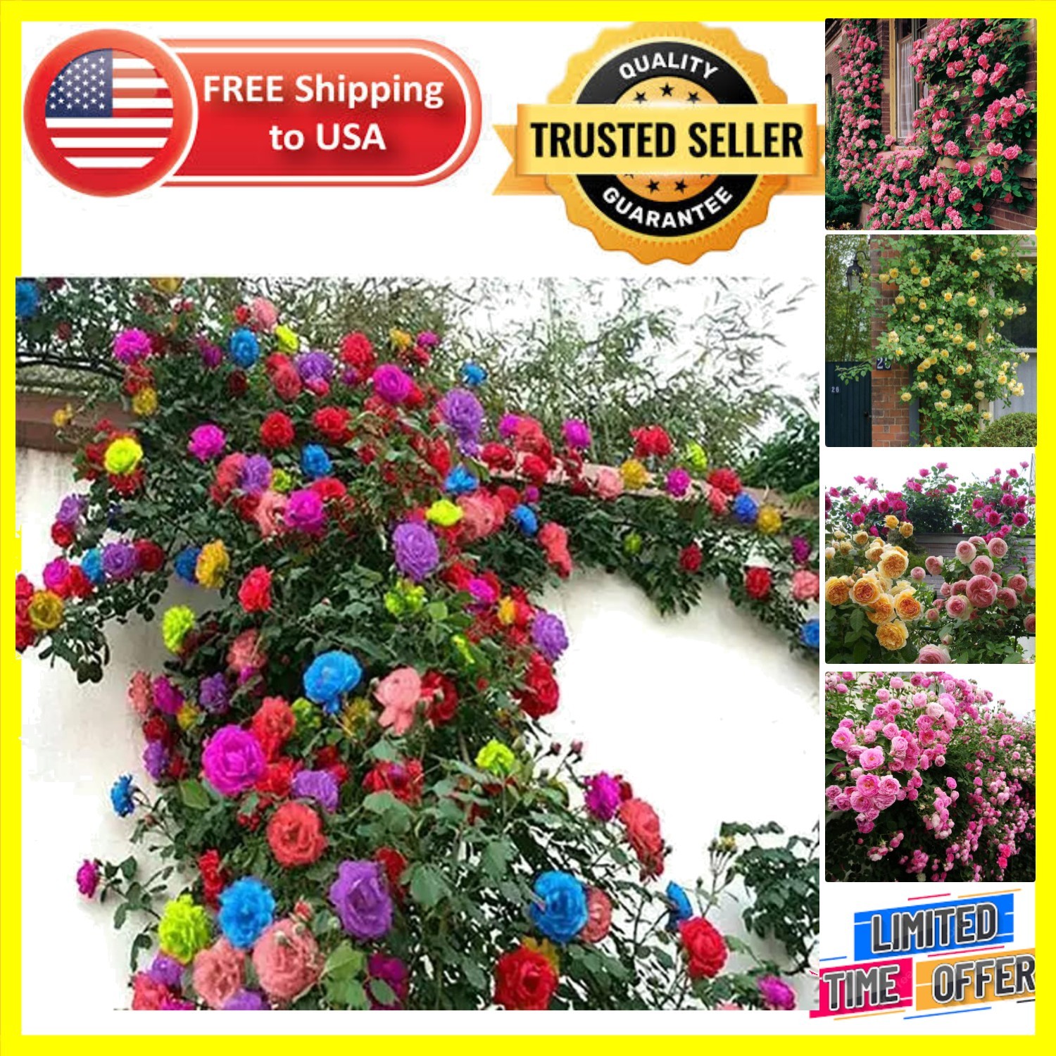 Heirloom Climbing Rose Seeds – 200+ Seeds for Indoor/Outdoor Air Purification