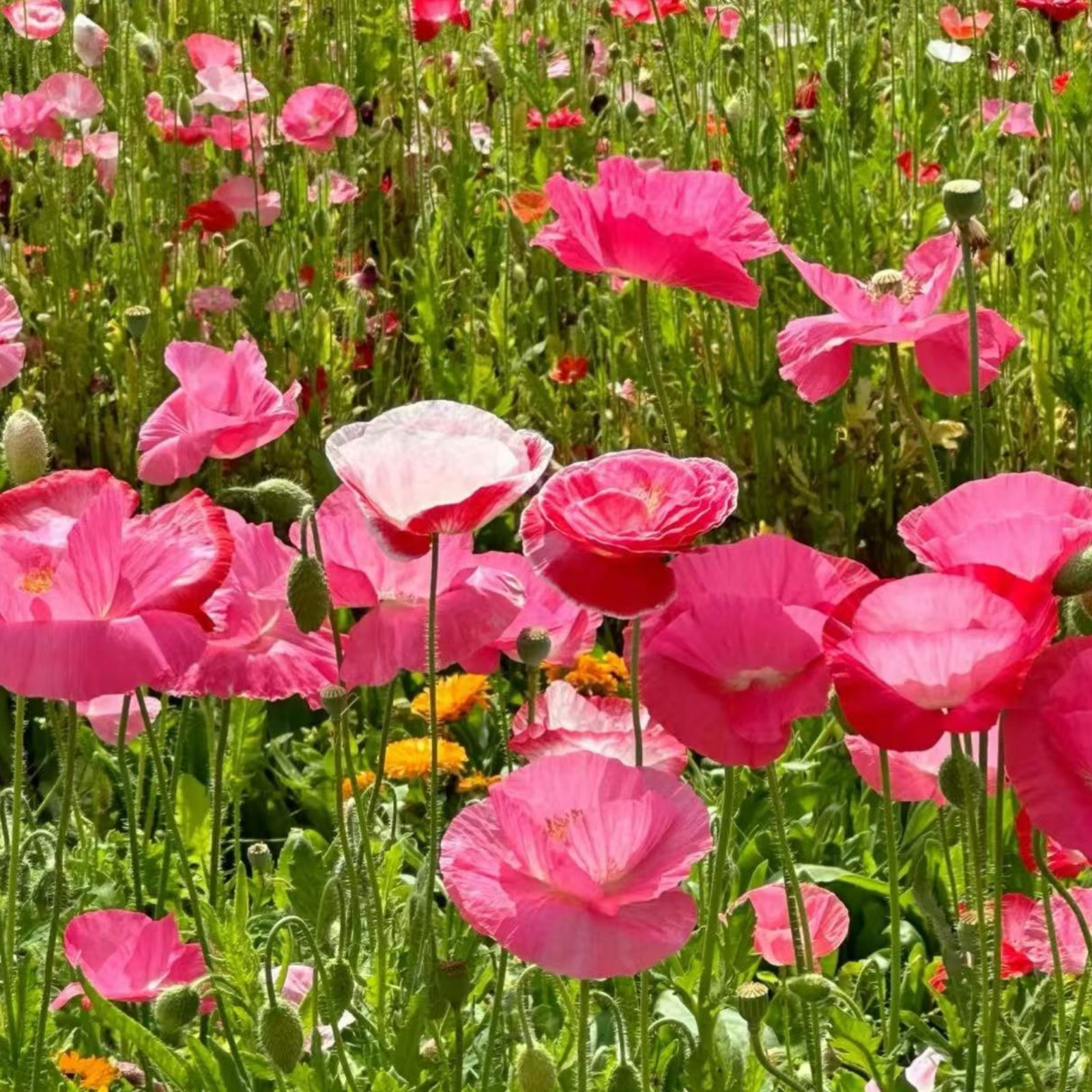 1000 Pink & White Shirley Poppy Seeds – Papaver rhoeas Garden Flower Zones 3–10