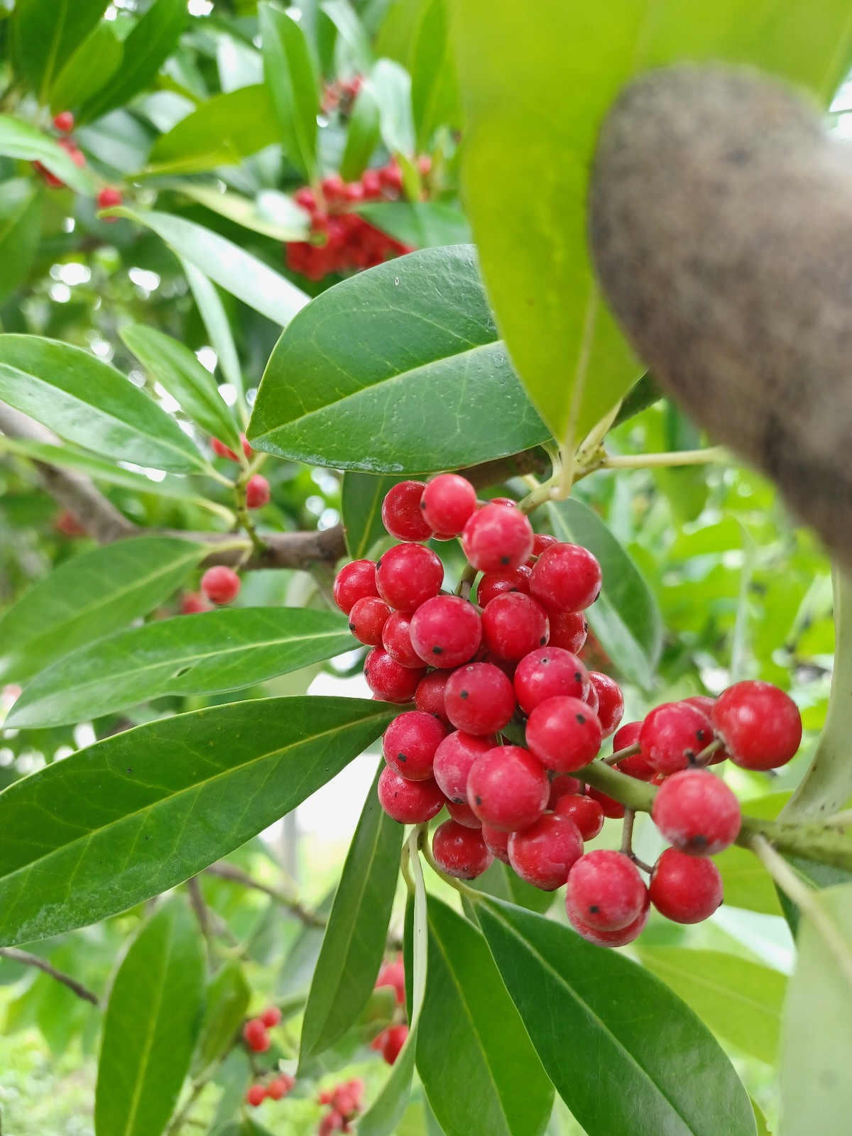 50 Dahoon Holly Seeds, Ilex cassine (Gathered 2025)