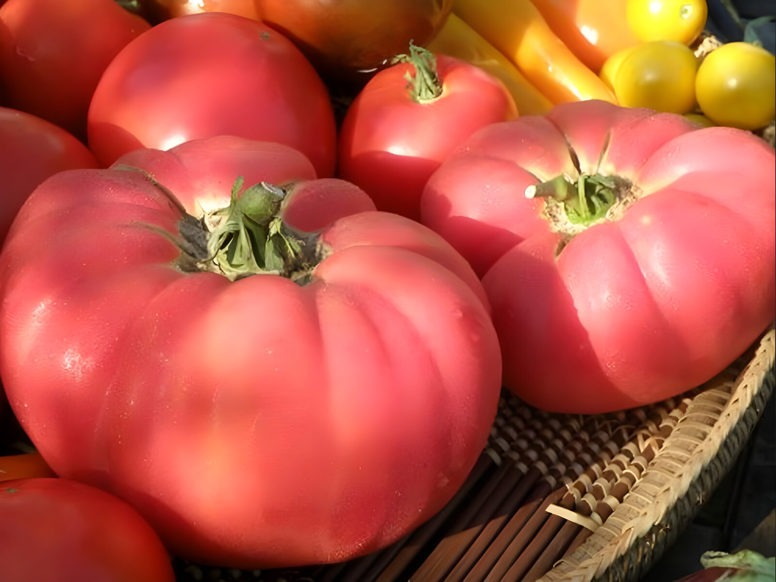100 Heirloom Red Brandywine Tomato Seeds – Mouth Watering Sweet Amazing Flavor