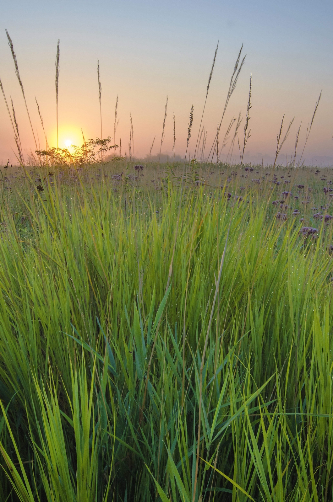 300 Ornamental BIG BLUESTEM GRASS Beardgrass Andropogon Gerardii Seeds