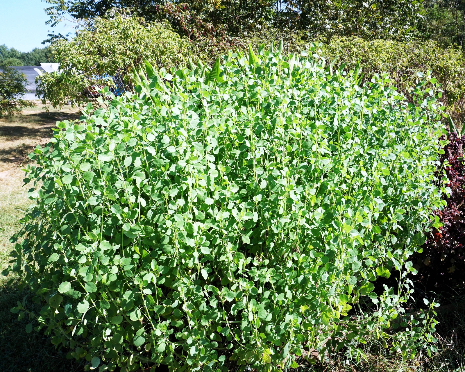 25 PAPALO Yerba Porosa, Summer Cilantro, Bolivian Coriander, Porophyllum Seeds