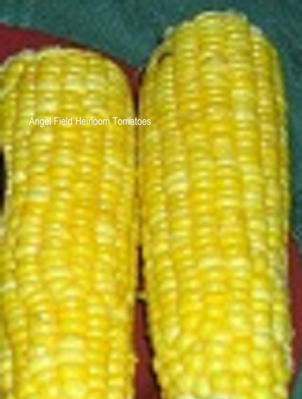 20 Golden Bantam Native American Corn Seeds “Plus 2 Packs of Vegetable Seeds