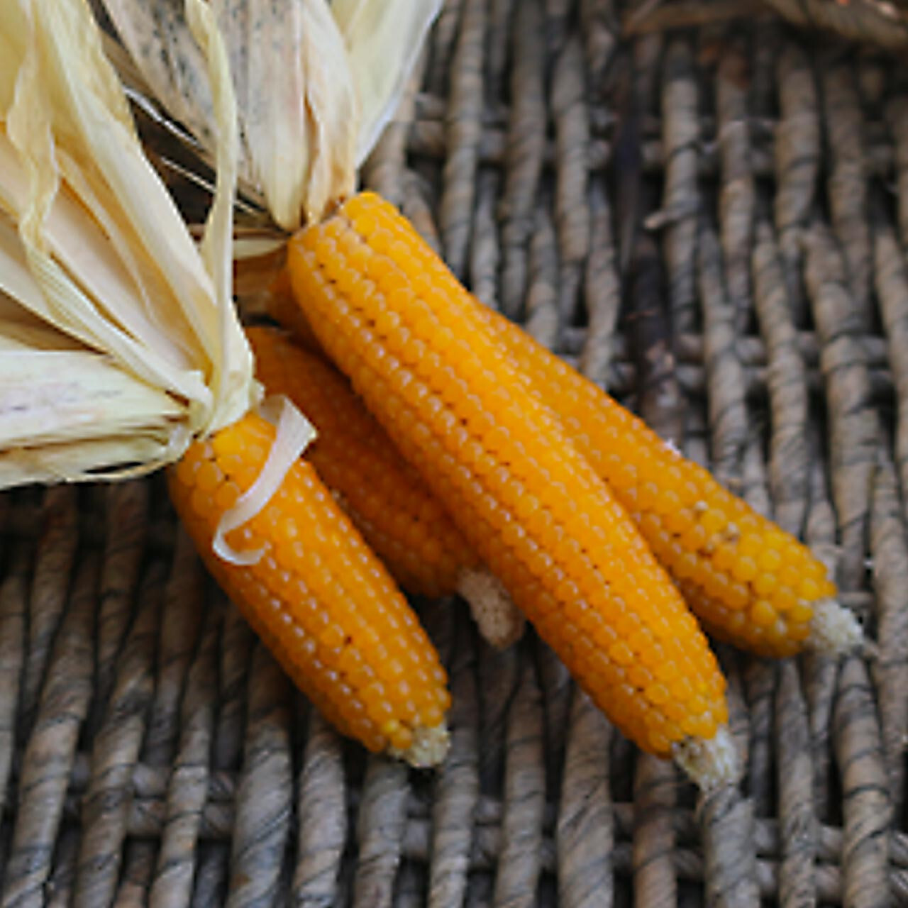 50+ LADY FINGERS POPCORN SEEDS FRESH HARVEST FOR GARDENS