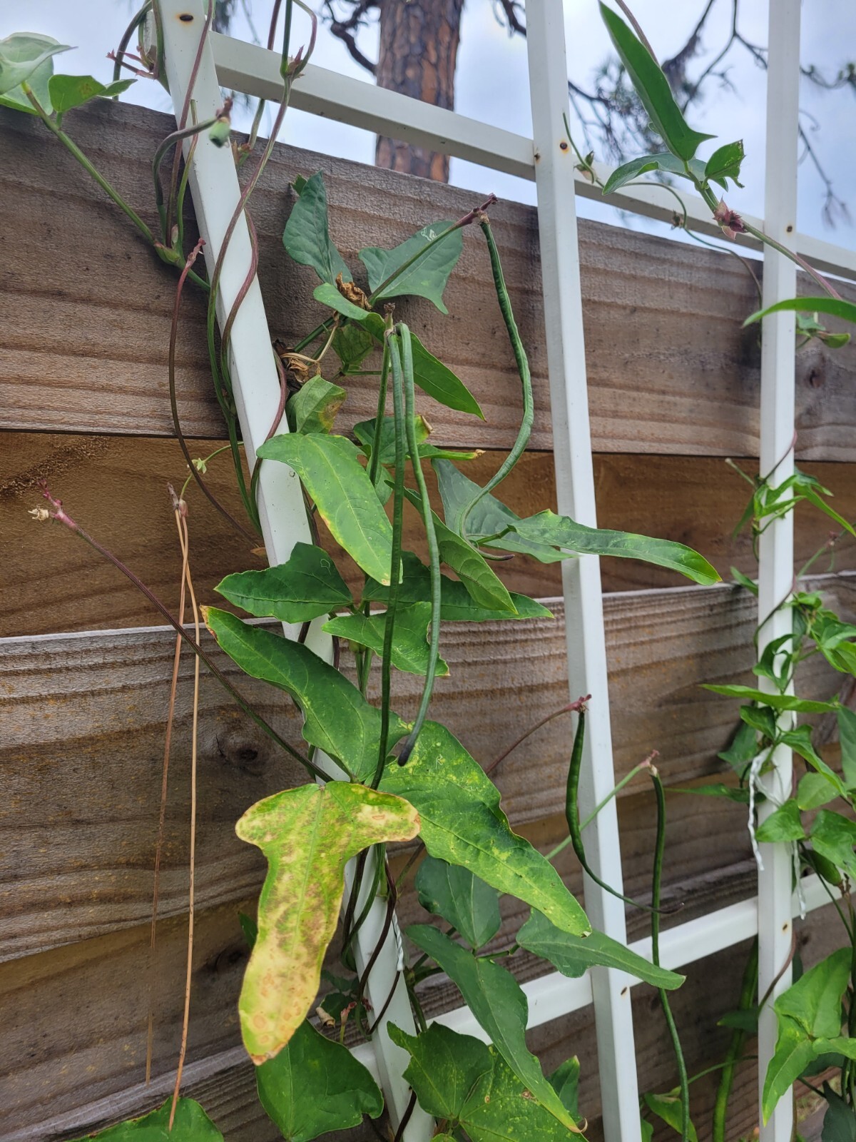 20+Yard Long Bean seeds Asian Chinese Long Bean String beans organic USA Florida