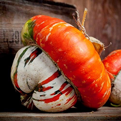 Seeds Ornamental Pumpkin Turk’s Turban 10+ Seeds for Growing Decorative and