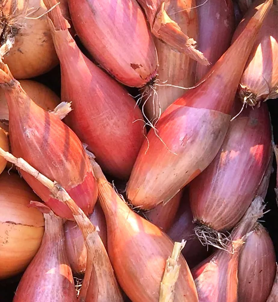 Zebrune Shallot – 200+ Count – for 2025 Planting Heirloom Gourmet French Pink B