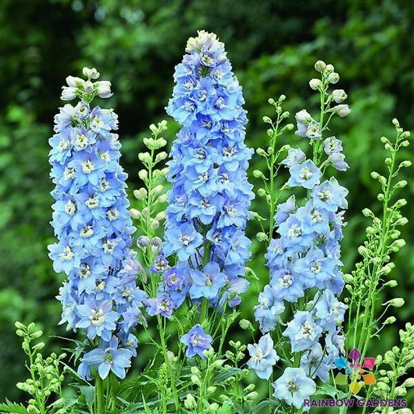 200+ Light Blue White Bee Delphinium Seeds for Garden – USA – FREE SHIPPING!