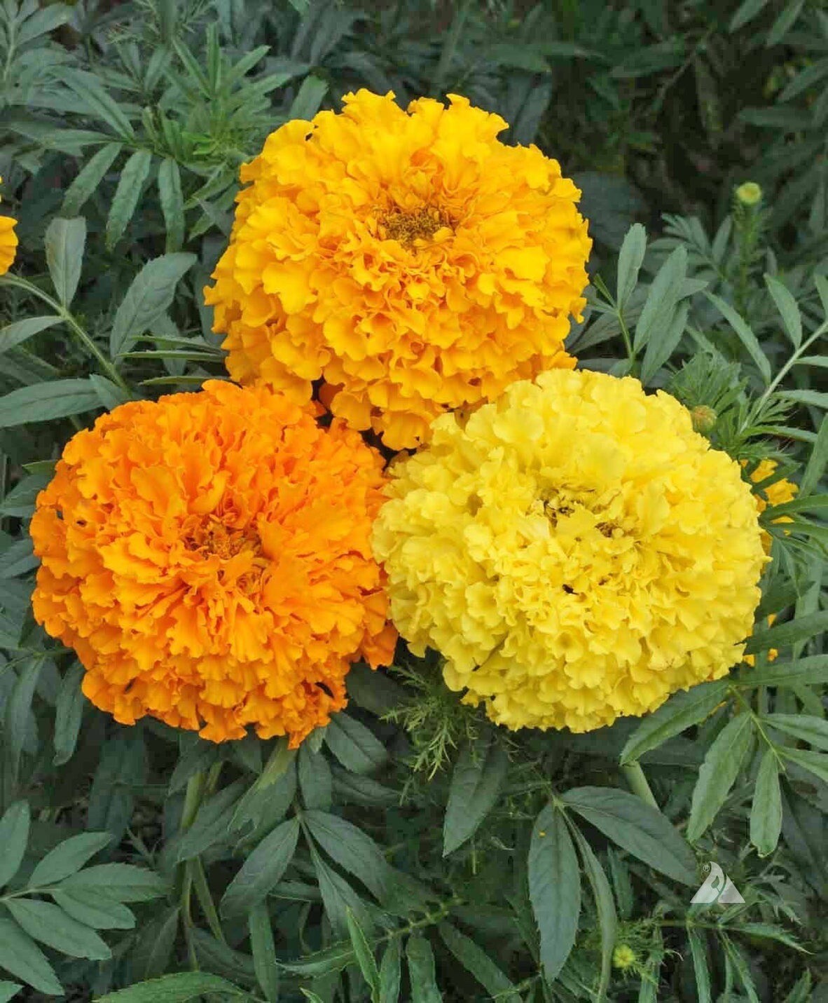 Marigold Crackerjack Mix, 150+ Seeds. Heirloom~Non-Gmo~Free Shipping. USA