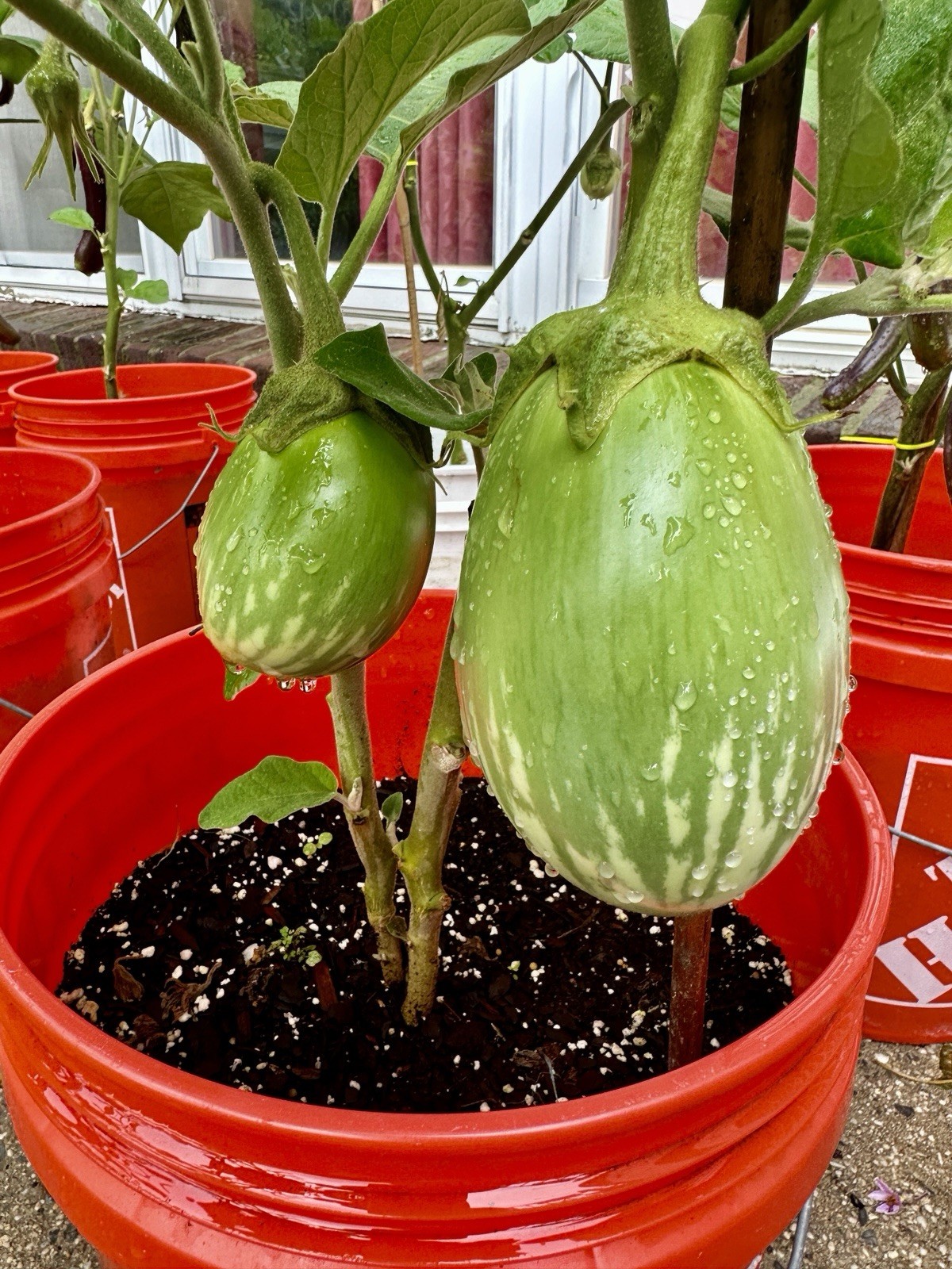 Brinjal Seeds – Green Ball For Planting 1 Gram Seeds