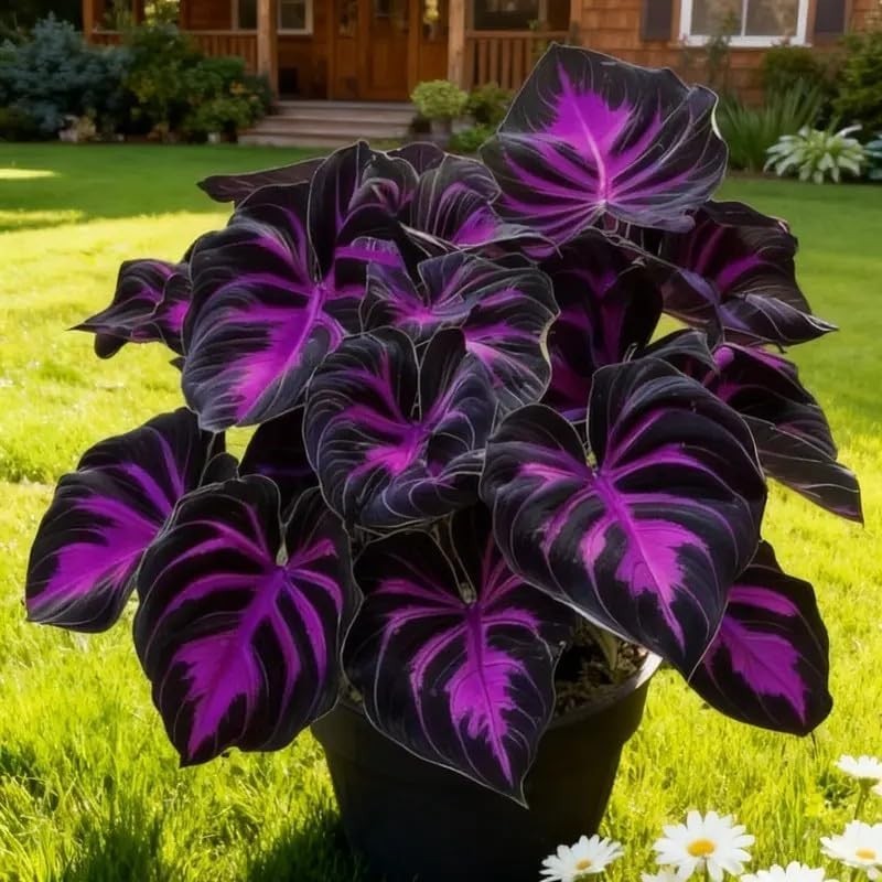 308 Hosta Seeds for Planting Rare Perennial Shade Plants Heart Shaped Foliage