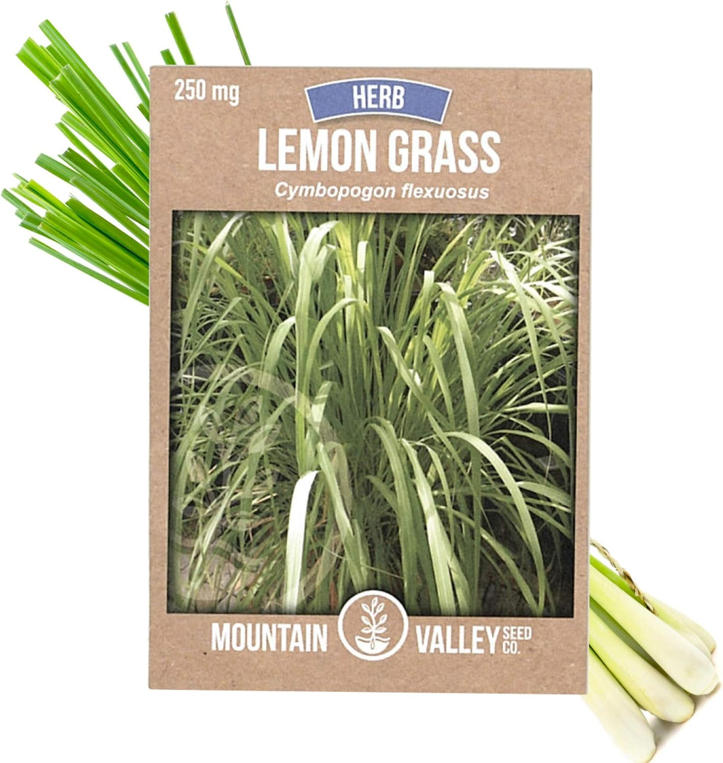 Lemon Grass Seeds for Planting Outdoor – 250 Mg Packet – Non-Gmo, Heirloom Culin