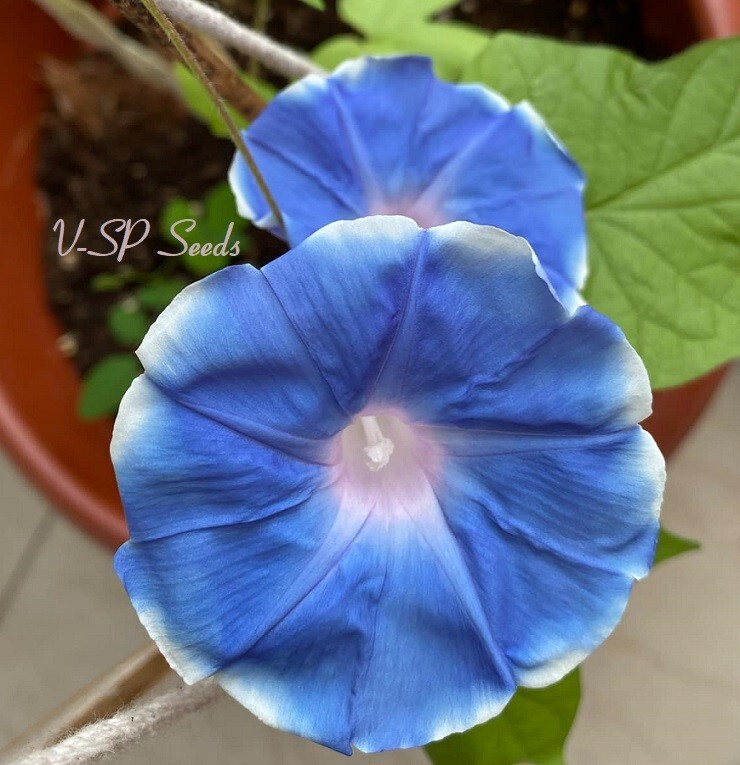 Dusty Blue Collection – Japanese Morning Glory – ipomoea NIL – 6 seeds – Amazing