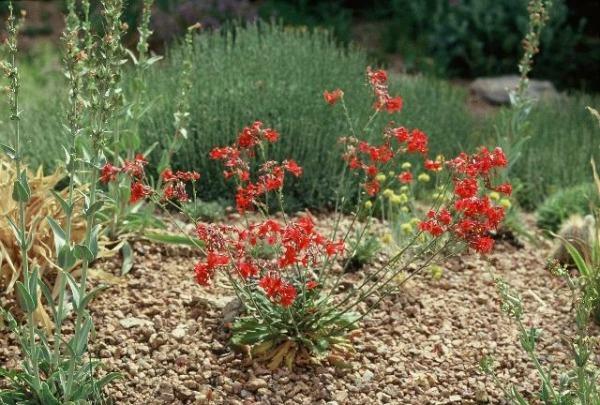 Aliciella subnuda | Coral Gilia | 20 Seeds