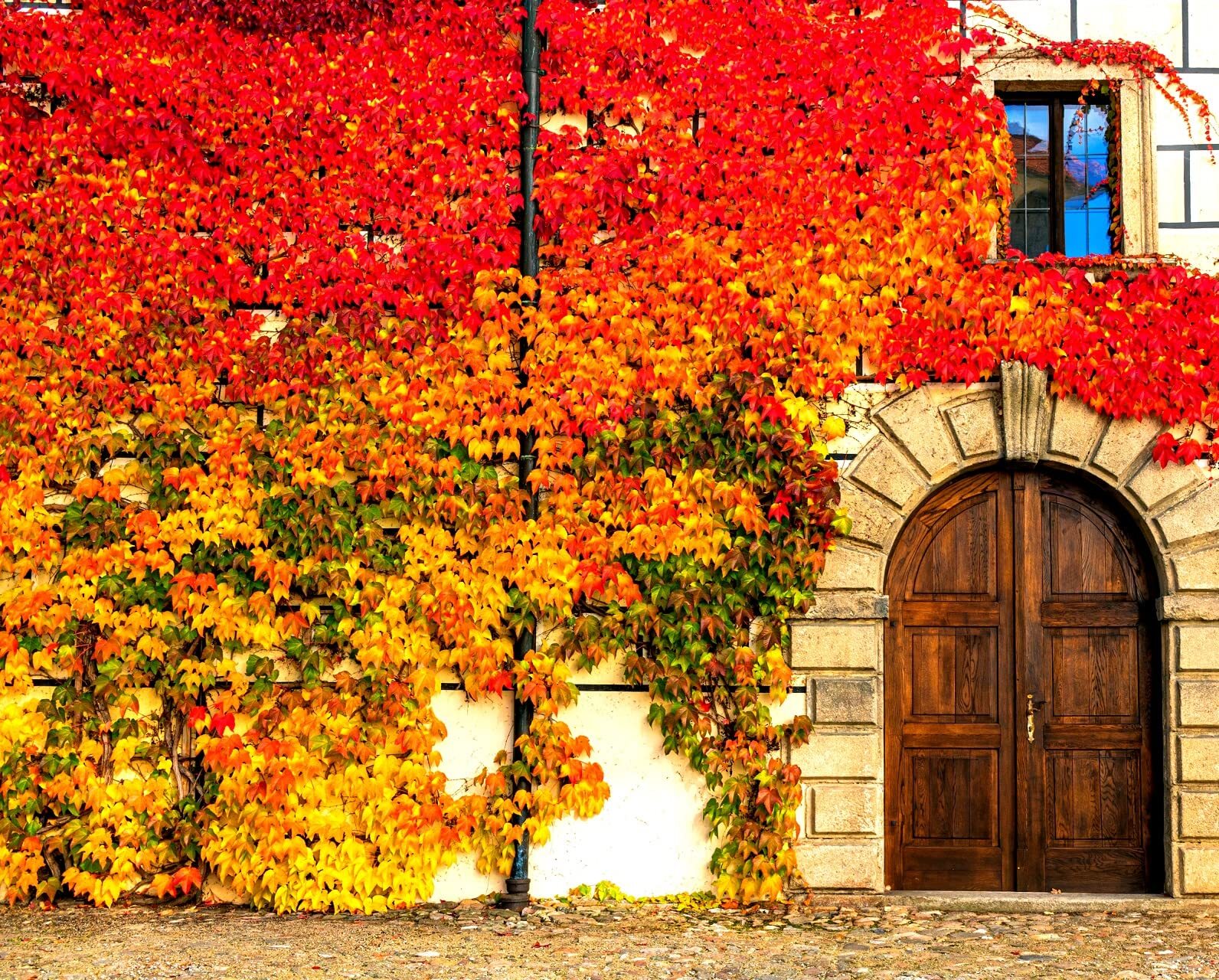Virginia Creeper Seeds – 50+ Seeds – Parthenocissus quinquefolia