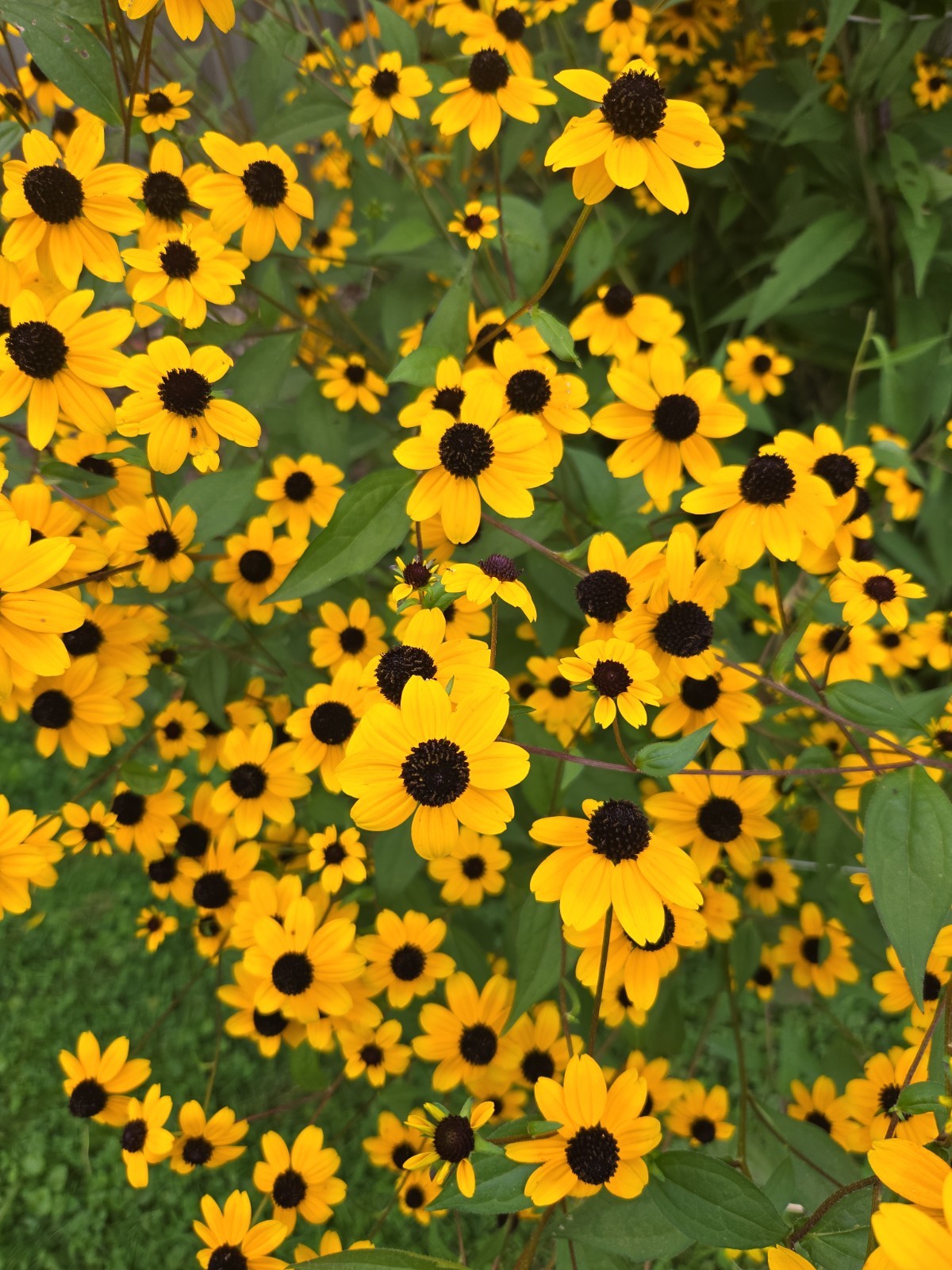 1 GRAM + Rudbeckia Triloba/Brown-Eyed Susan/Native Eastern & Central US/Organic