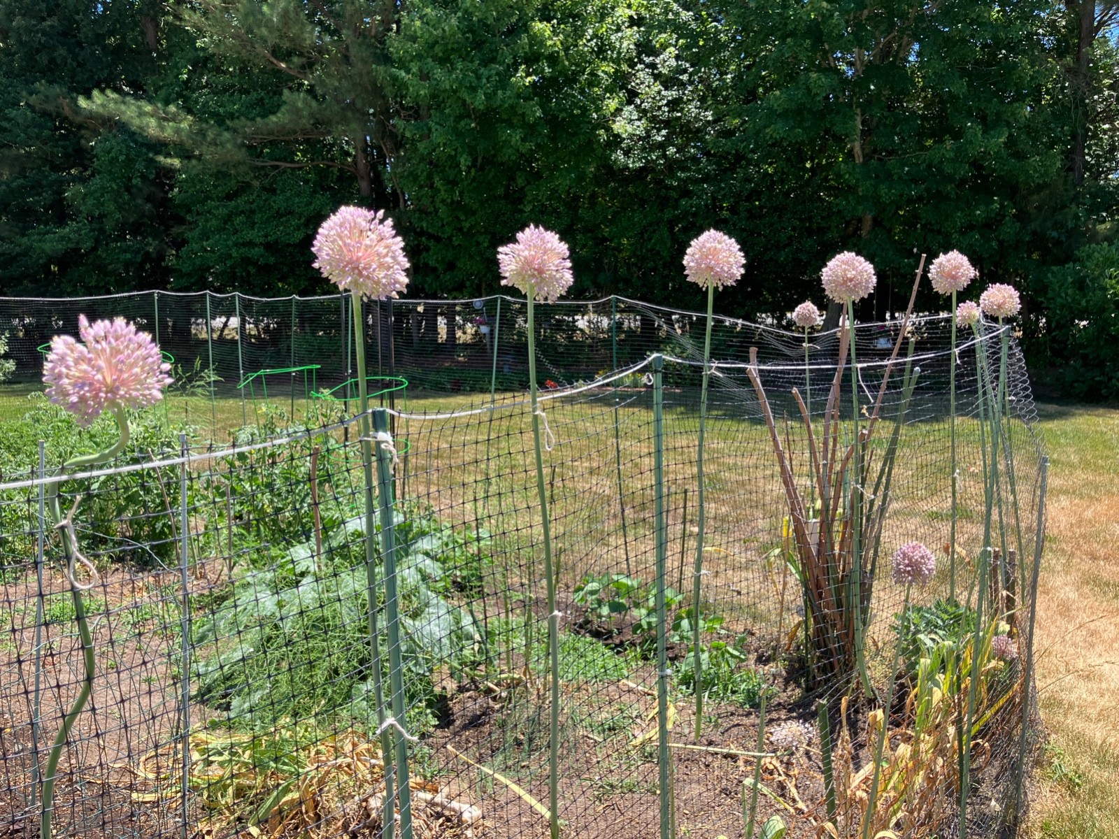 Freshly Pulled Elephant Garlic- Great To Cook/ Plant 6 Med.-Large Size Bulbs!