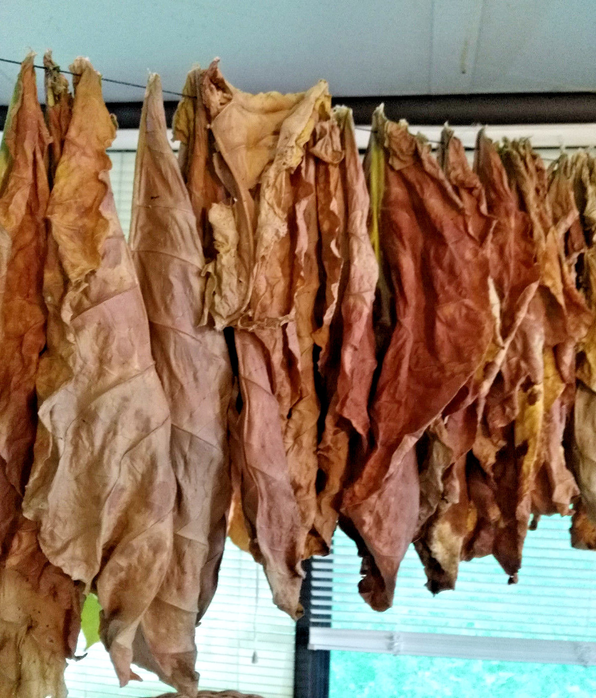 Kentucky Brown Burley Tobacco SEEDS 0.2 gram 2000+ 2023 Crop. Instructions Incl.