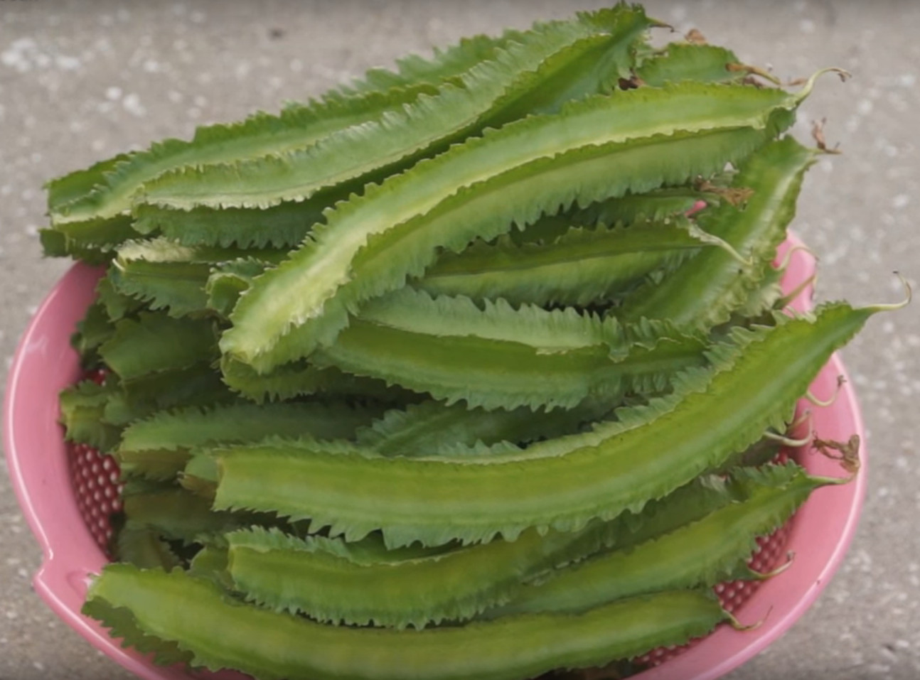 Winged Bean (P. tetragonolobus) Princess Bean -Homesteading,Permaculture,Organic