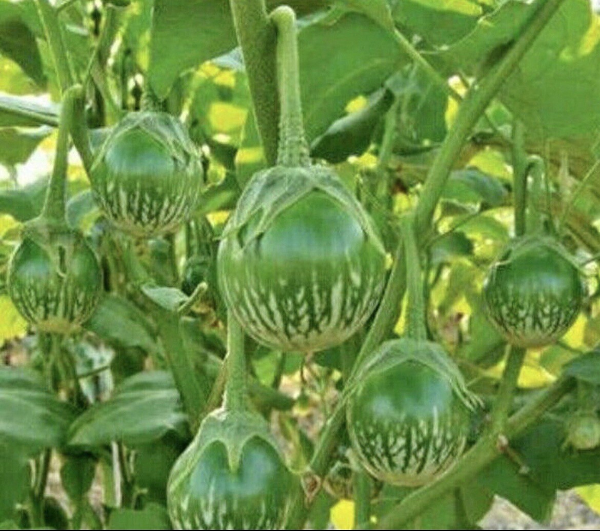 50+ Round Thai Green Eggplant Seeds. BUY 2 Get 2 Free (Add 2 in cart)