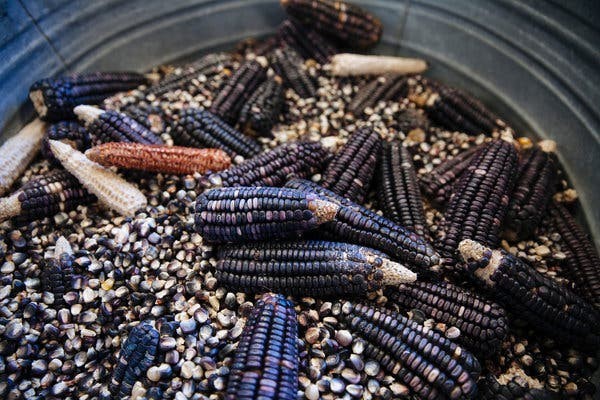 Oaxacan Bolita Azul Corn Seeds (1 lb)) / MEXICAN HEIRLOOM / Non-GMO / RARE