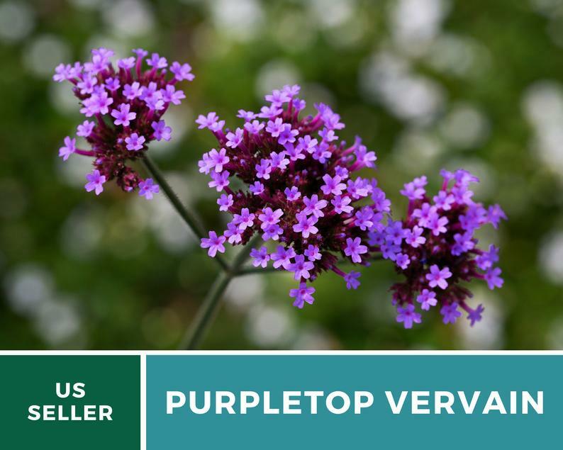 Vervain, Purpletop – 100 Seeds – Pollinator & Hummingbird Friendly