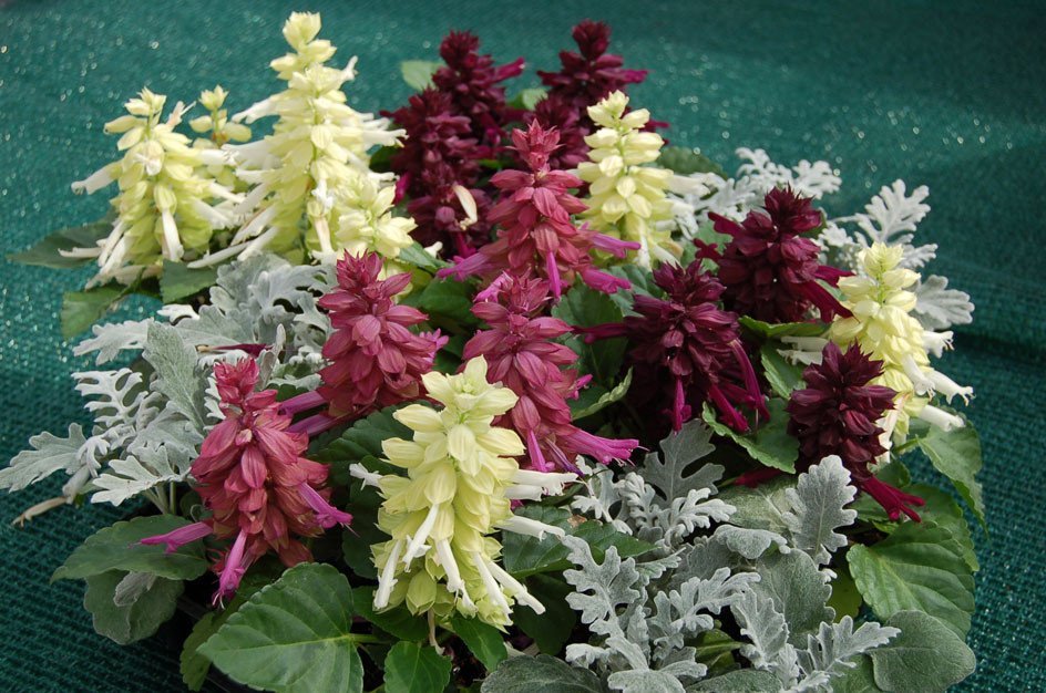 50 Salvia Seeds Reddy Nero Mix FLOWER SEEDS