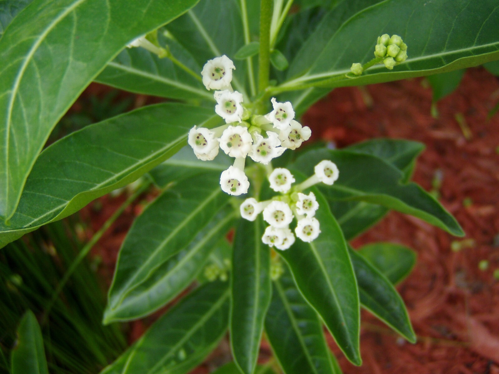 Cestrum diurnum White Chocolate Jasmine 10 seeds
