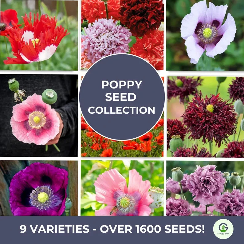 Poppy Seed Collection – 9 Rare Varieties, 1,600+ Seeds, Unique Blooms