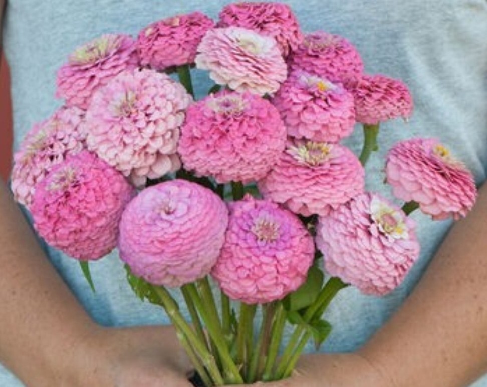 25 Zinnia Oklahoma Pink seeds
