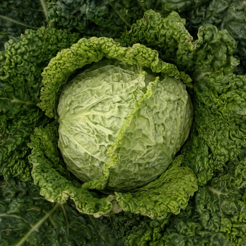 Savoy Perfection Cabbage Seeds, NON-GMO, Drumhead, Easy Grow Heirloom, FREE SHIP