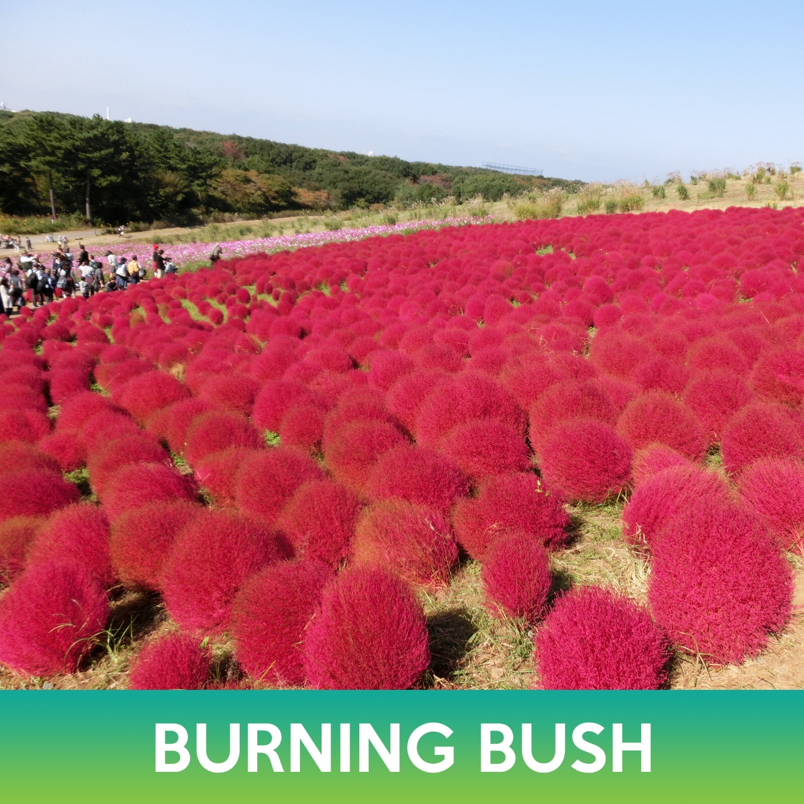 Burning Bush Grass Seeds, Ragweed, Bassia scoparia