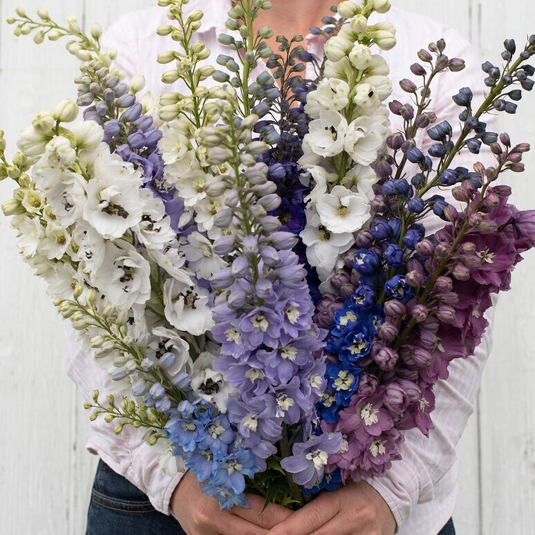 25 Delphinium Magic Fountains Mix seeds