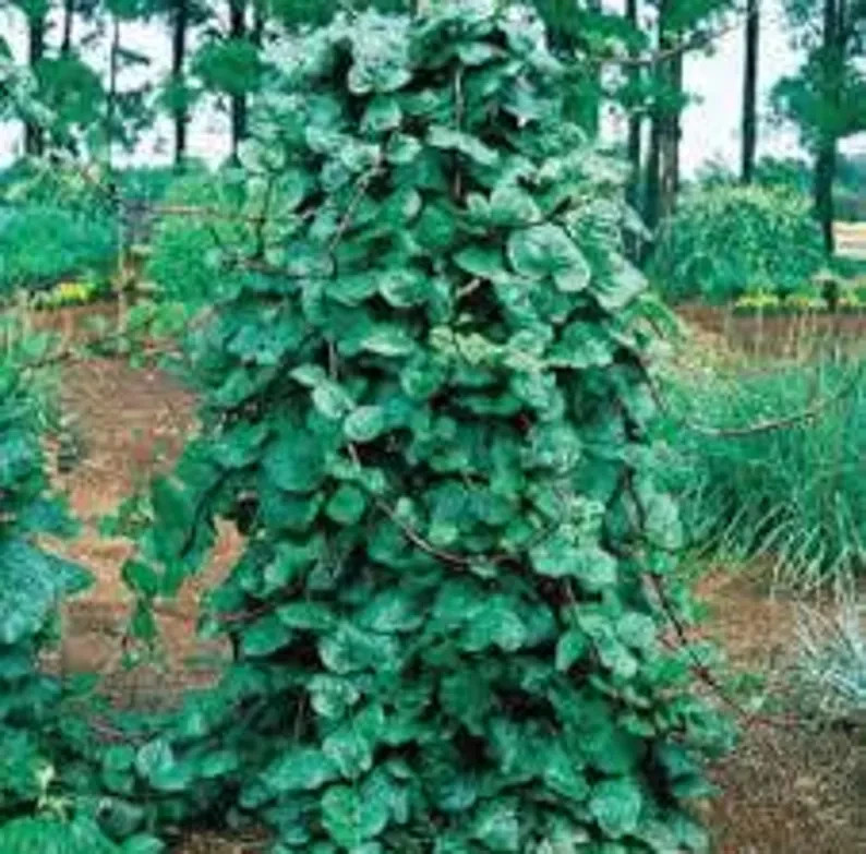25 Malabar Red Stem Spinach Seeds. Organic. USA Seeds. Ships free