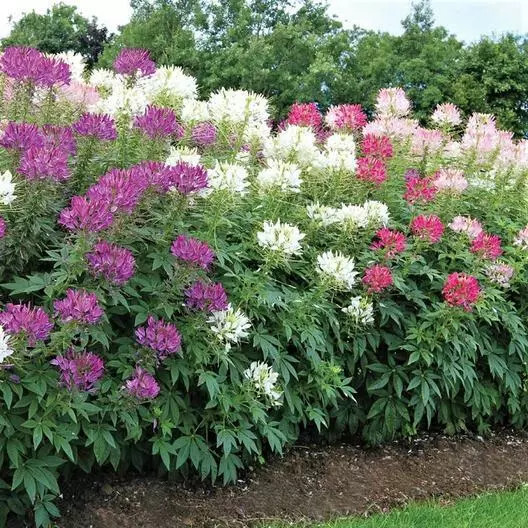 Fresh Cleome (Hassleriana )- Mixed colors- 100 Seeds