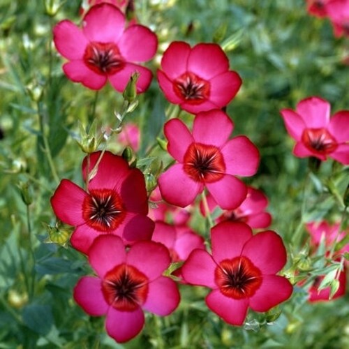 Linum Grandiflorum Rubrum 1 Gram (Approx. 275) Seeds, Scarlet Flax Flowers