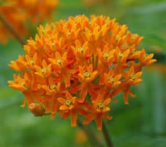 BUTTERFLY WEED 25 FRESH SEEDS FREE USA SHIPPING MILKWEED ASCLEPIAS TUBEROSA