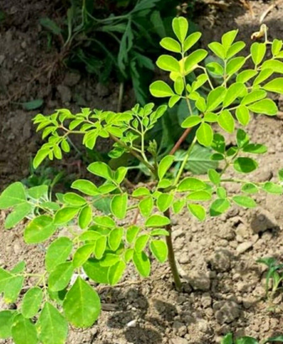 20 Moringa Oleifera Seeds Organic NON GMO For Planting Sprouting Food Superfood